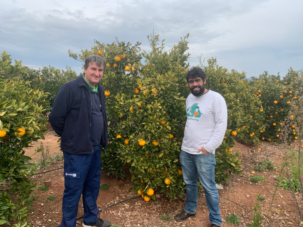 El agricultor Paco Alufre y Juan Plasencia en un campo de naranjos