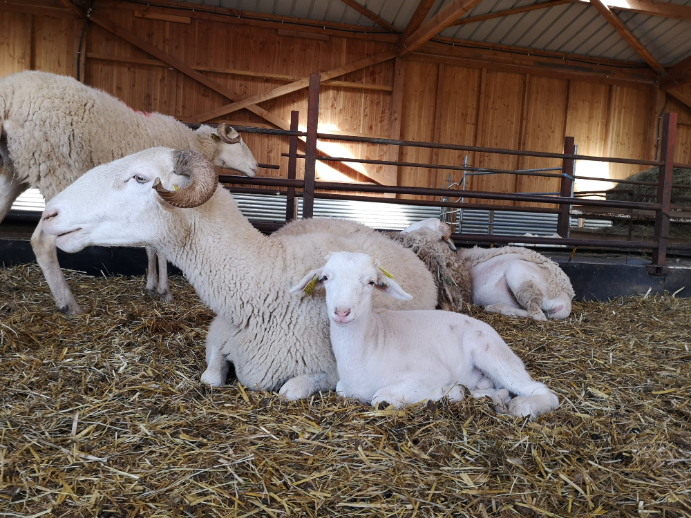 Une brebis et un agneau allongés sur la paille