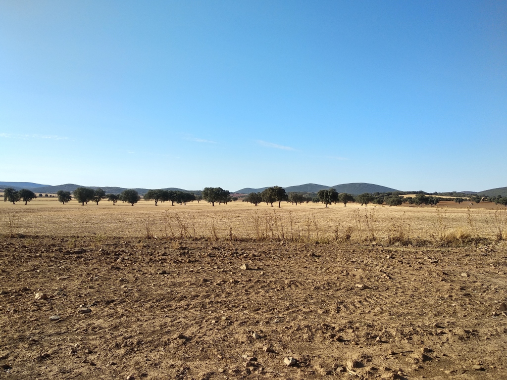 A dry field with trees in the background