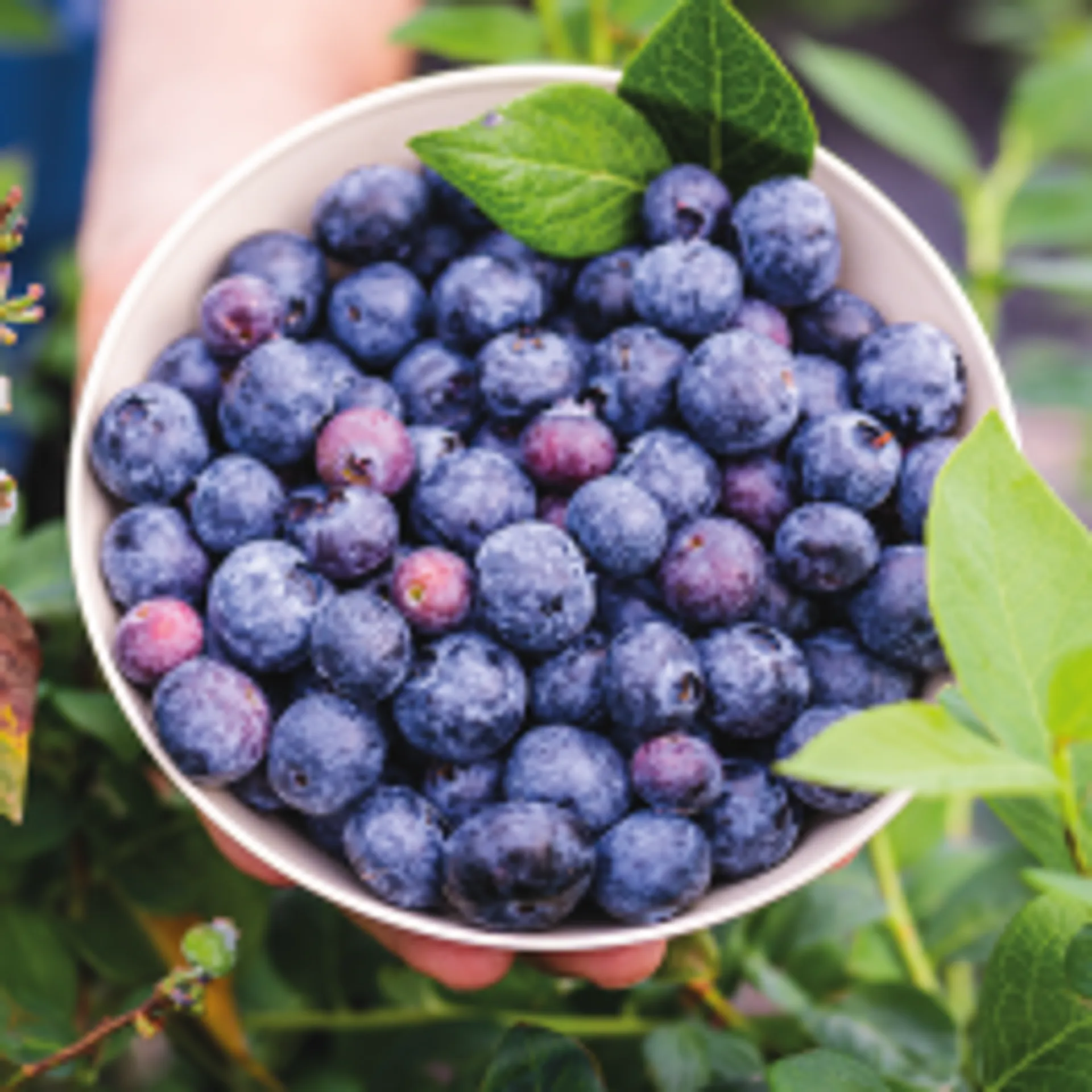 Blueberries