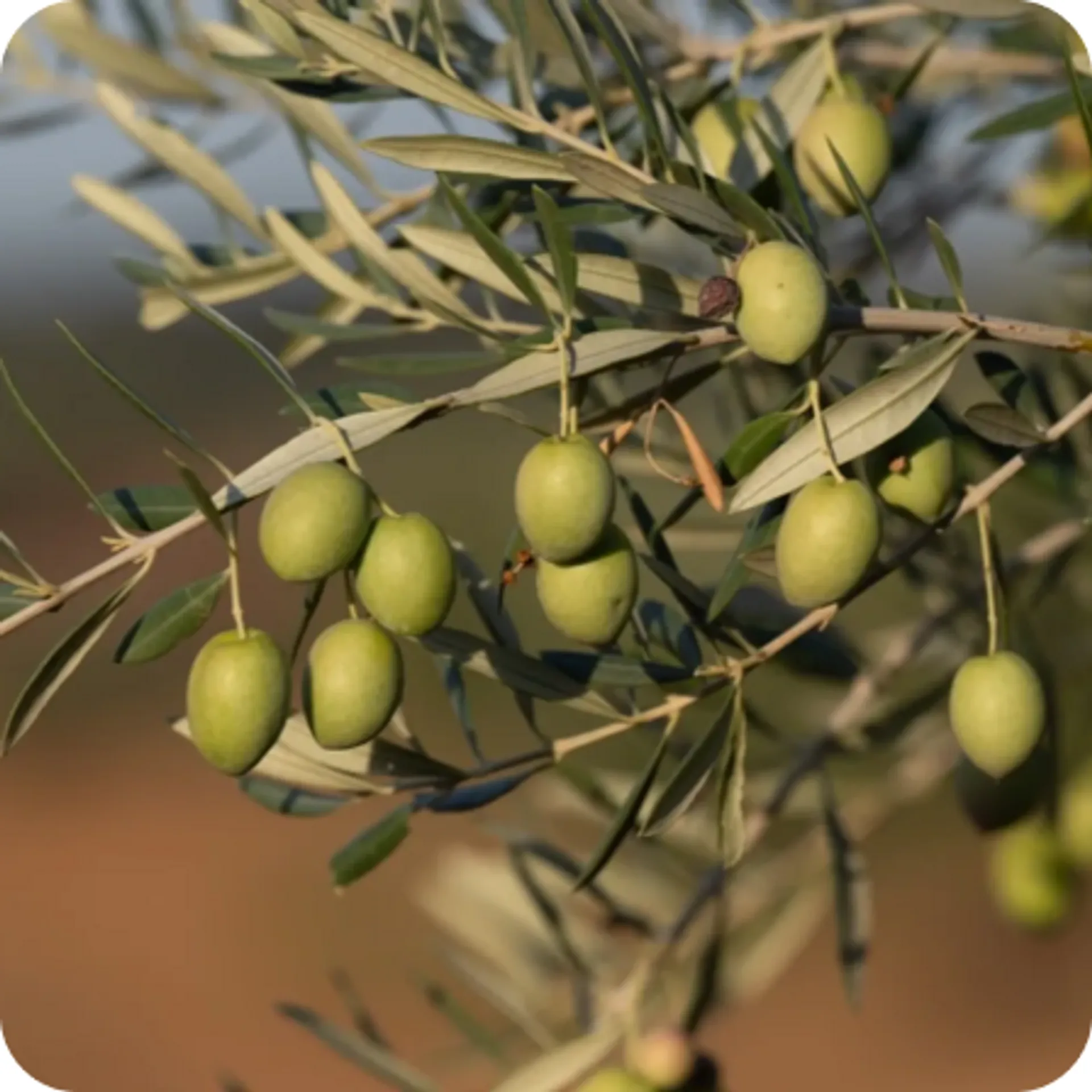 Olive trees