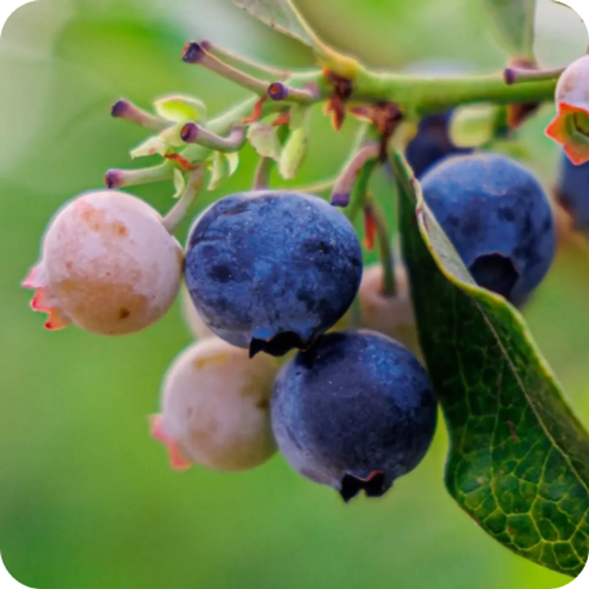 Blueberries