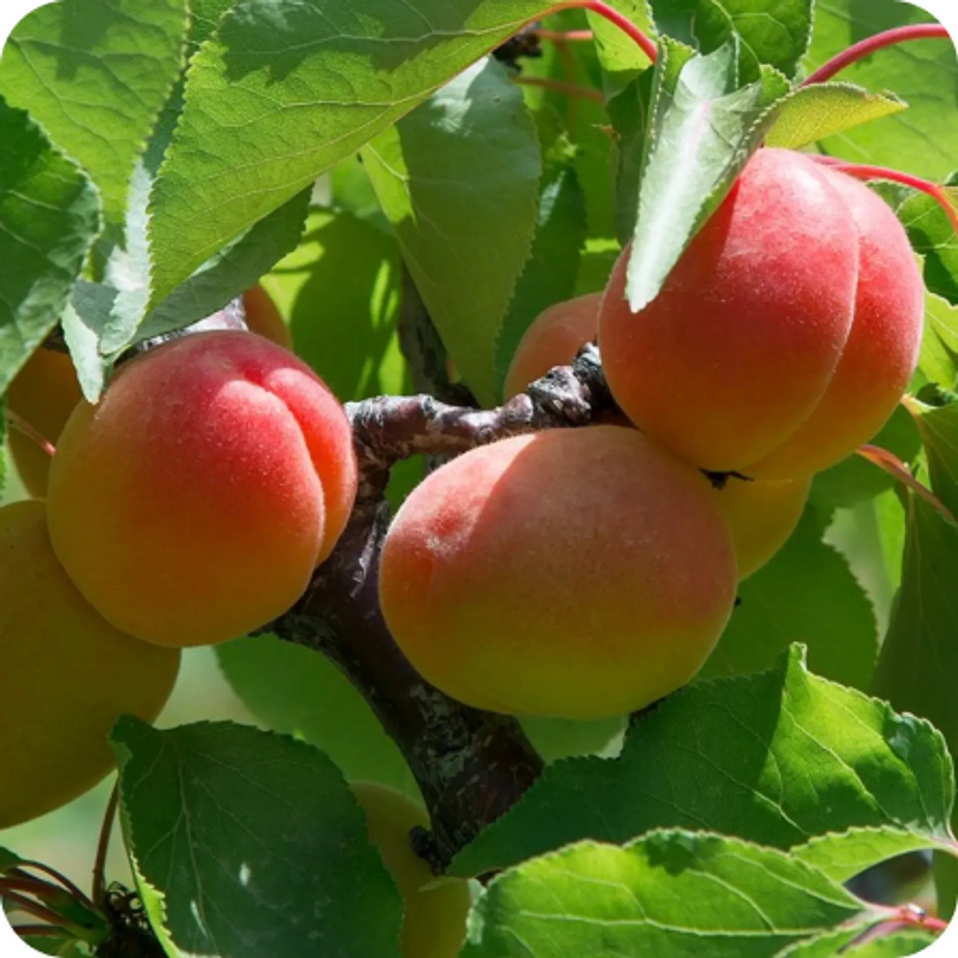 Summer fruits