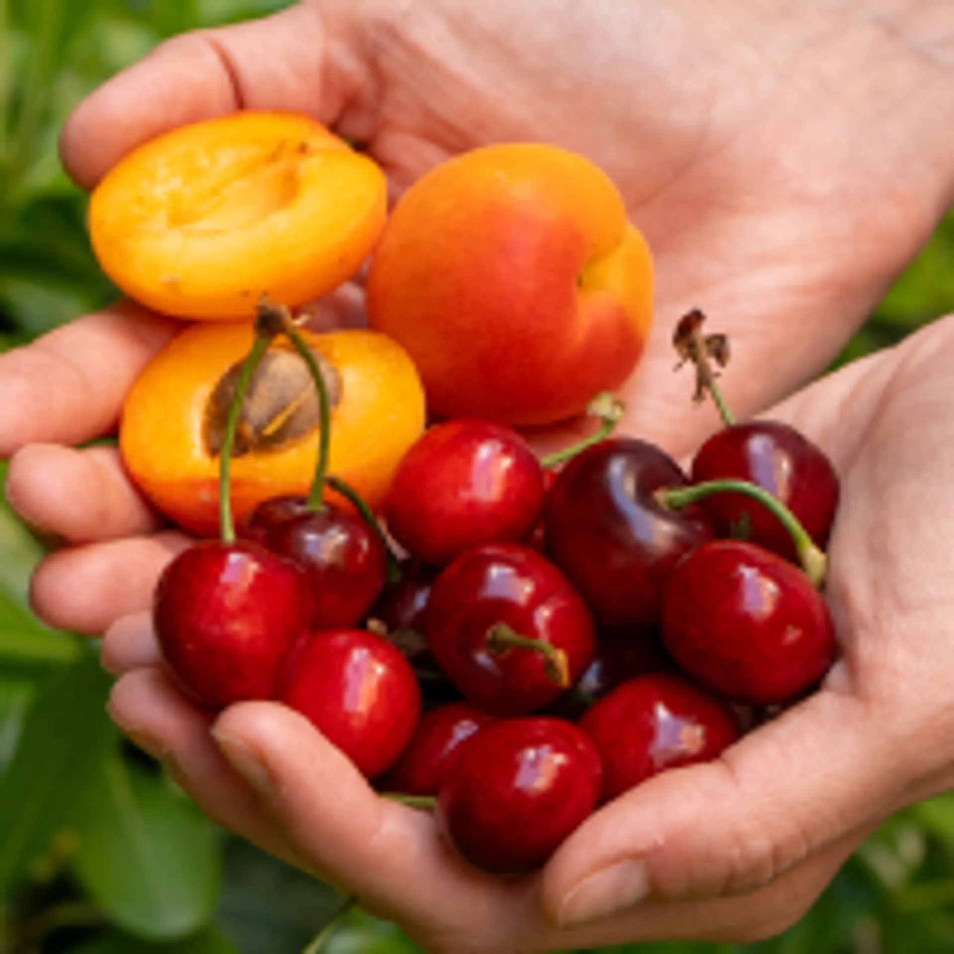 Summer fruits