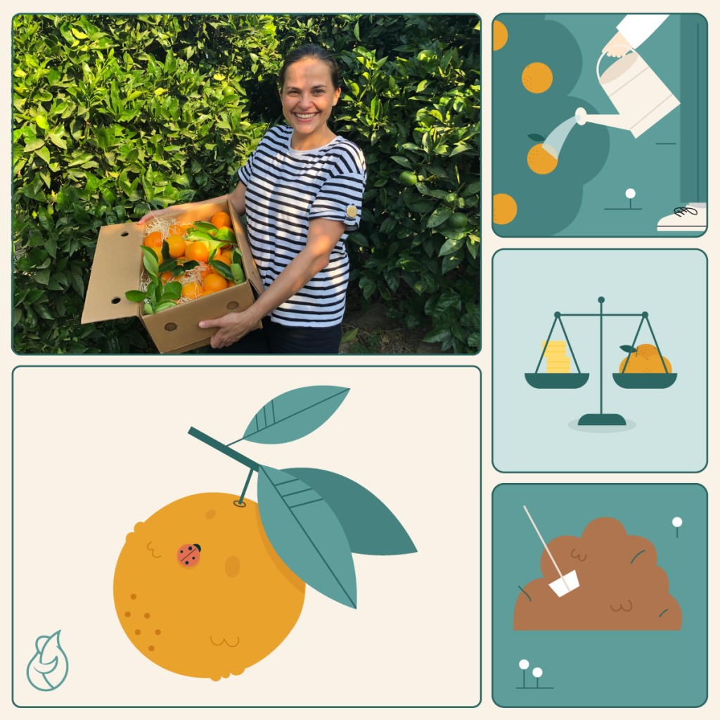 Ilustración del proceso de cultivo de naranjas con María Luisa